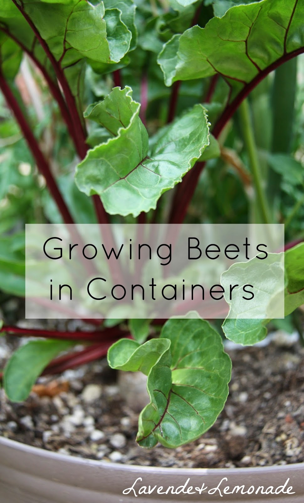 How to grow beets in containers Lavende and Lemonade
