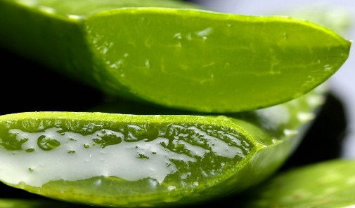 Many Benefits That We Can Find In Aloe Vera for Facial Health Many Benefits That We Can Find In Aloe Vera for Facial Health