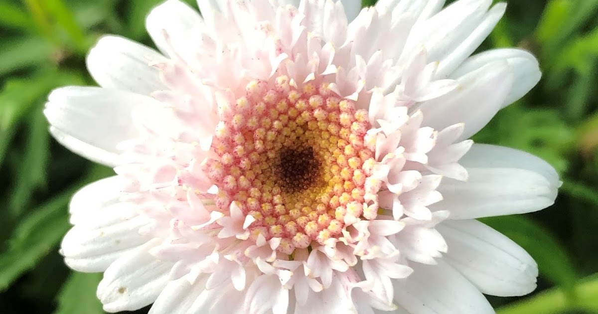 Plants and Flowers in Tokyo by Kei Narujima 東京の草花 なるじまけい Four Colorful Daisies and Race in