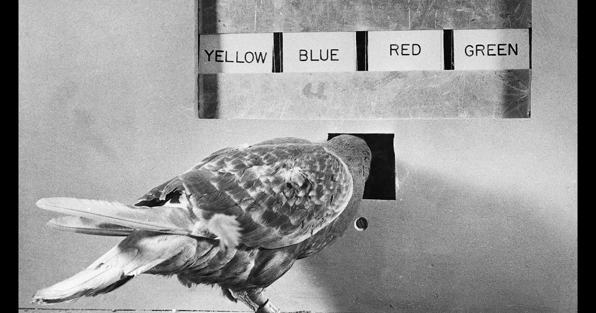 Philosophical Disquisitions: Escaping Skinner's Box: AI and the New Era of Techno-Superstition