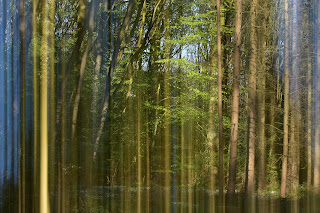 Naturfotografie Doppelbelichtung Mehrfachbelichtung Fotokunst Wischtechnik