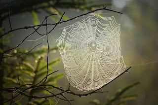 सपने में मकड़ी का जाला साफ करना, sapne me makdi ka jala saaf karna, सपने में मकड़ी के जाले हटाना, sapne me makdi ke jale hatana