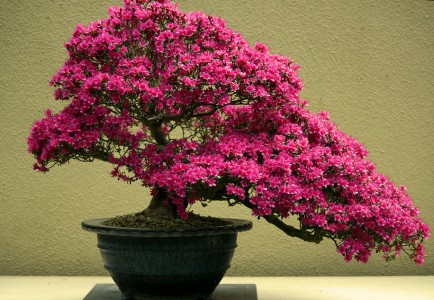 Tips Merawat Bonsai Bunga Bougenville Ungu