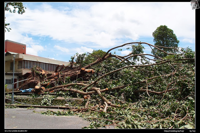 2013-07-13 蘇利颱風侵襲南投 中興新村兒童樂園的大樹倒了！有30多年了吧？                                                     