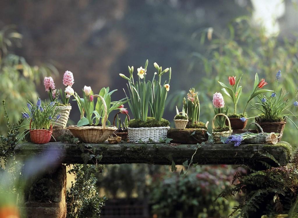 Content in a Cottage Spring Bulbs Planted in Baskets