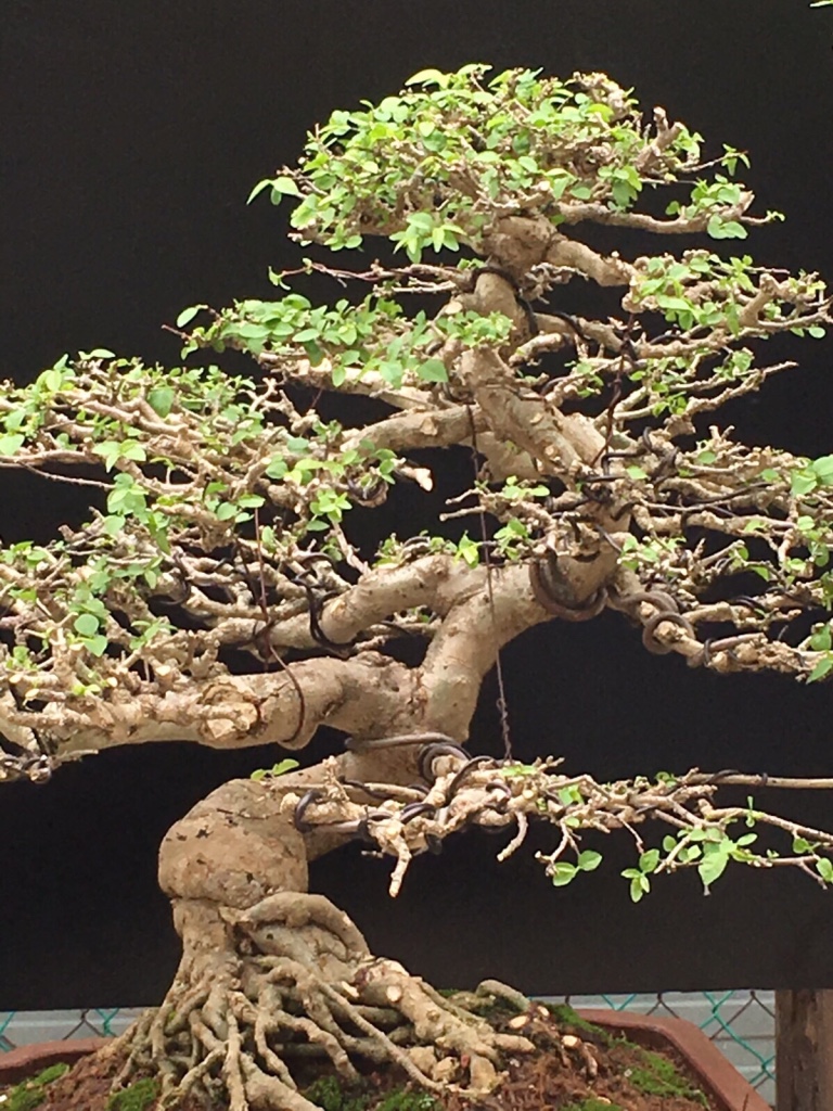 Inspirasi Penting Bonsai Malaysia