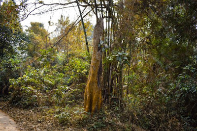 Beautiful Satchari national park tour guide 2021 8 An old tree inside Satchari National Park