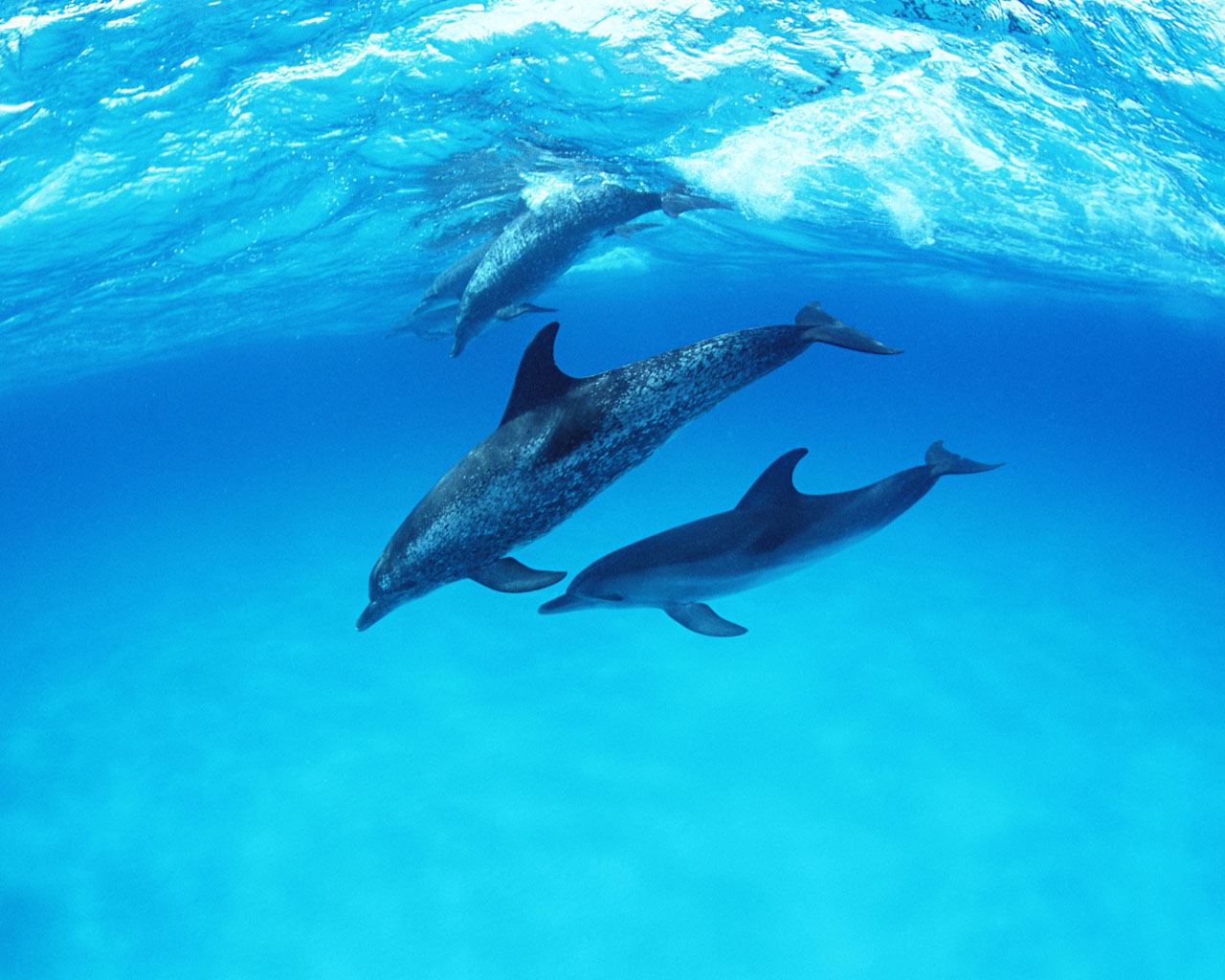 Dolphins