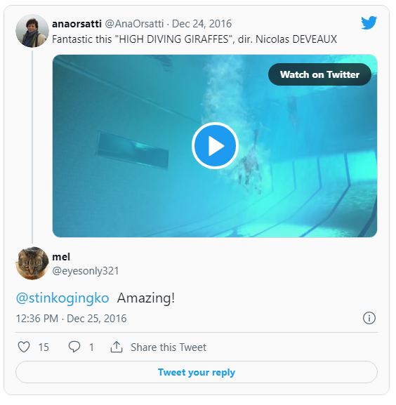 When Nobody Was Around, Giraffes Began High Diving Into A Swimming Pool