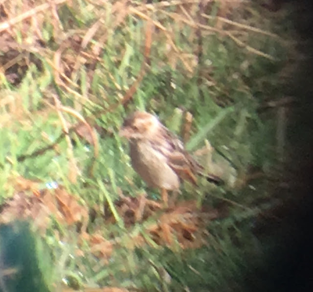 Pine Bunting - Venus Pools, Shropshire