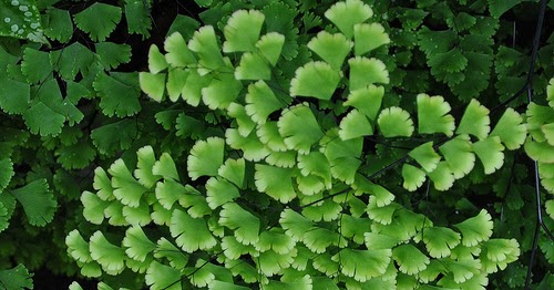 Soal Bahan Kingdom Plantae, Kelas X Sma JURNAL KU