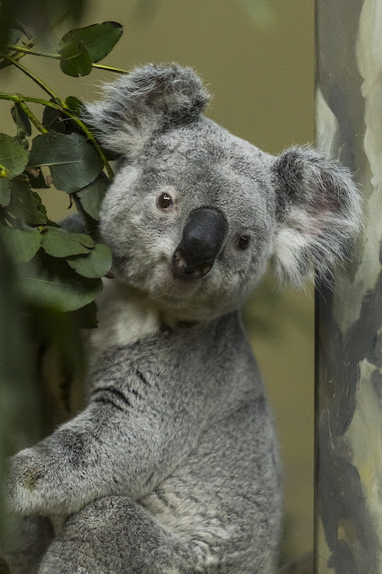Menghirup Aroma Minyak Eucalyptus maupun Minyak Kayu Putih dapat Cegah Infeksi akibat Virus Corona