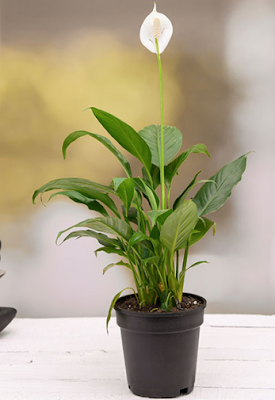 Peace Lily Plant