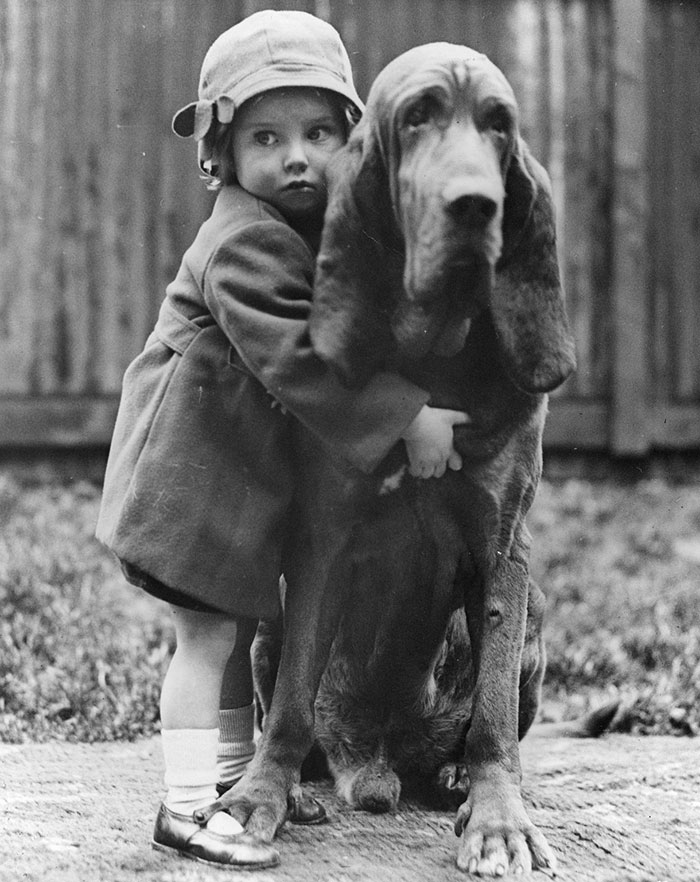 60 Inspiring Historic Pictures That Will Make You Laugh And Cry - Champion Bloodhound Leo Of Reynalton Being Cuddled By His Little Mistress Dorothy Horder At The Crufts Dog Show In London, 1935