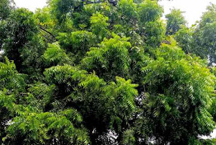 नीम का उपयोग कैसे करें