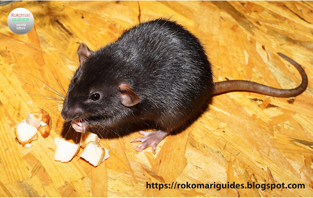 Rats understand better taste than humans!