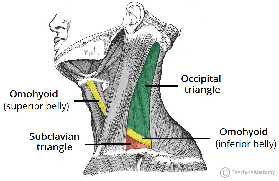 Dr.Suvarna B.Rokade Posterior triangle of neck