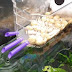 How To Build Aquarium Internal SUMP Filter
