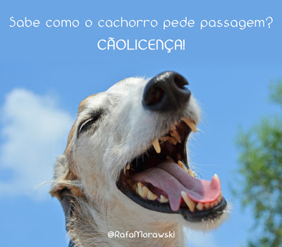 MEME HUMOR BRAZIL DOG E NERD
