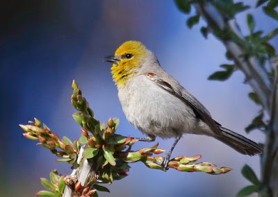 Photo of a Verdin in a bush