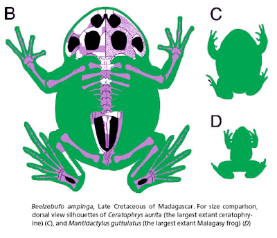 craneo de Beelzebufo