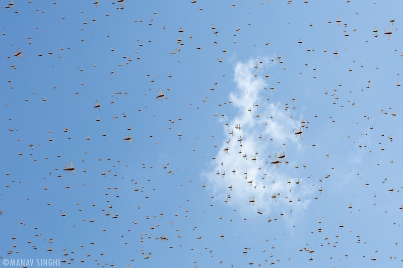 Locust (Tiddi) Attack in Jaipur, Rajasthan.