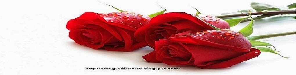 Beautiful Flowers Picture | Download Free Flowers Photos