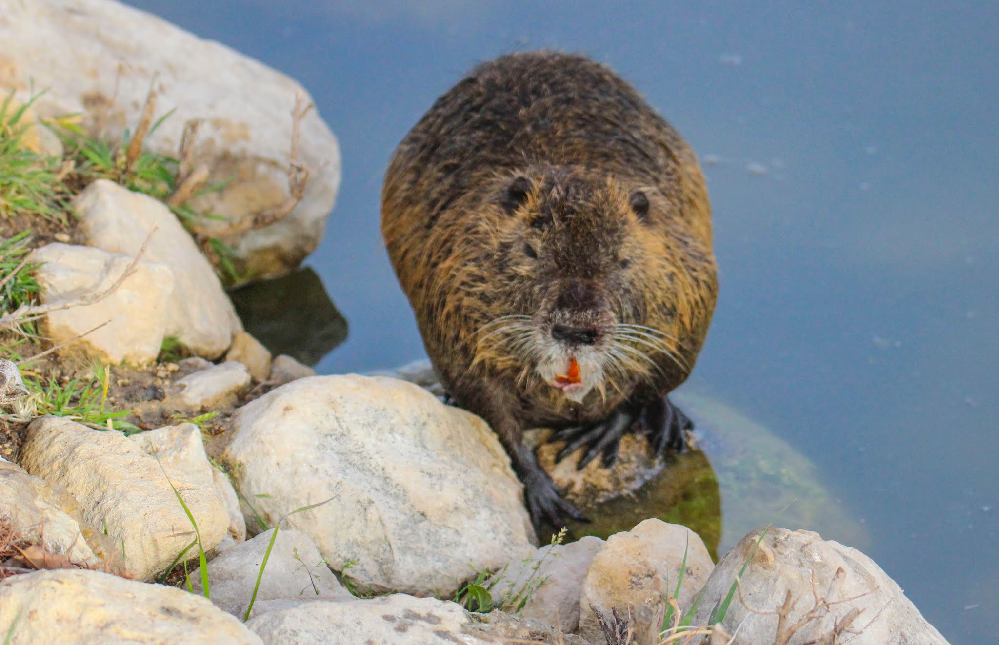 Cannundrums Nutria Texas
