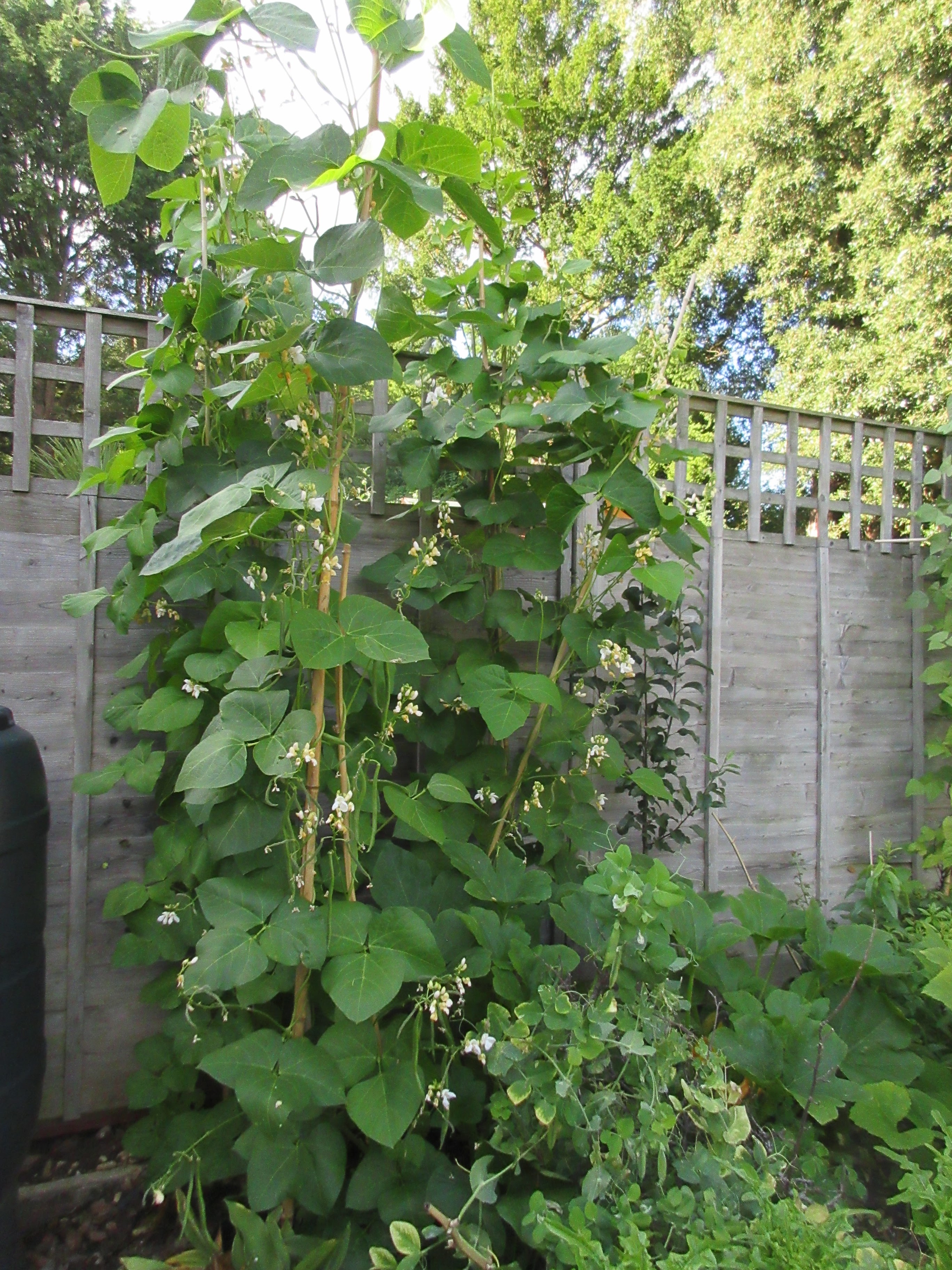Stasher Perennial Runner Beans