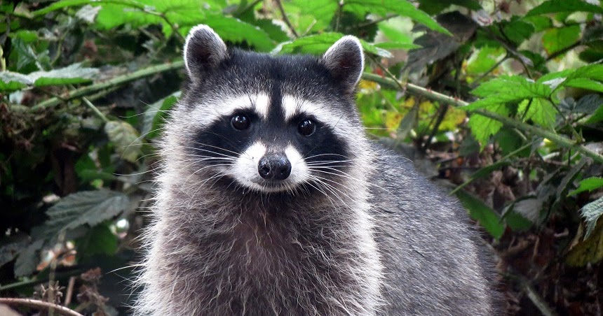 Interesting Facts About Raccoon Are Raccoons Dangerous interesting-facts-about-raccoon-are-raccoons-dangerous