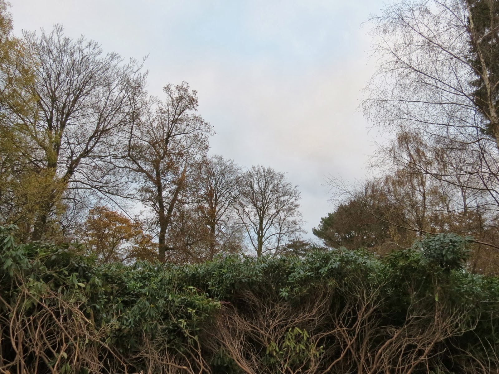 BIRDING AMERSHAM Penn Wood and the BRAMBLINGS