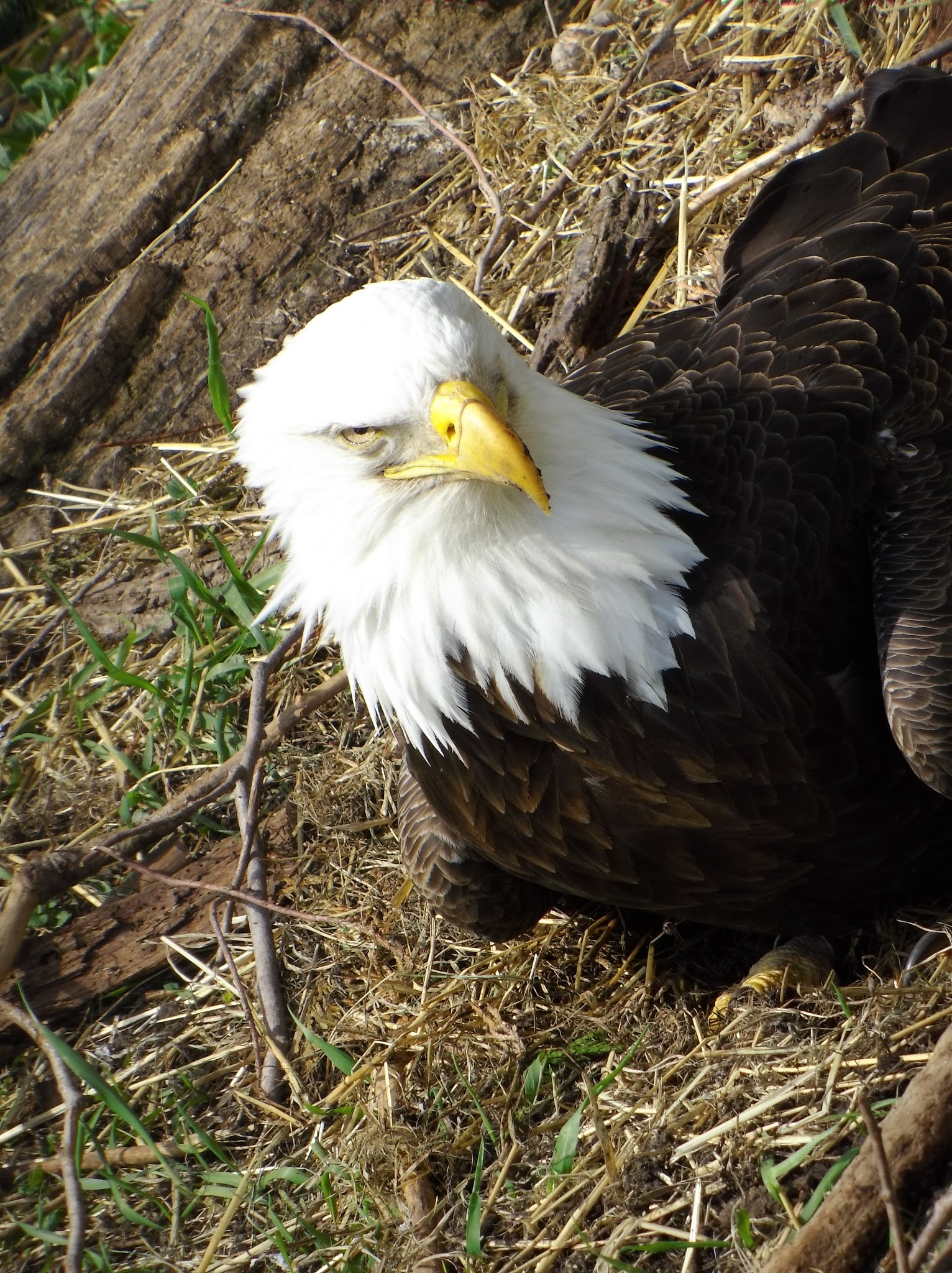 Bald eagle Bald eagle