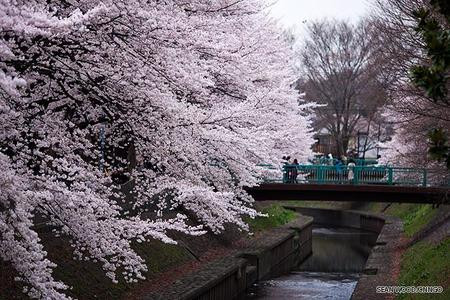  Bunga  Sakura Yang Indah ALFANET PHOTOGRAPHY