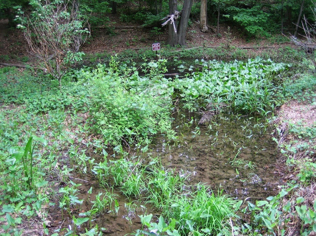 Vernal Pools Environment