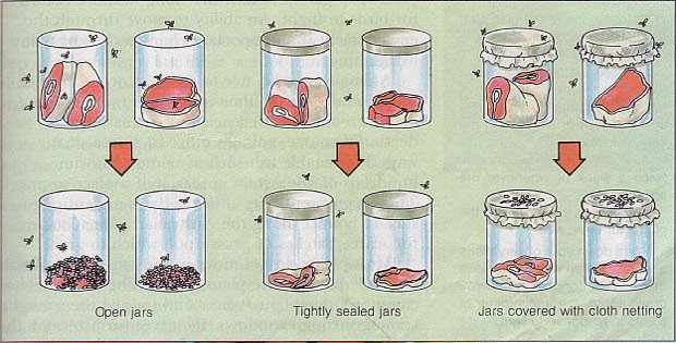 Biologi Asik Asal Usul Kehidupan Menurut Biologi