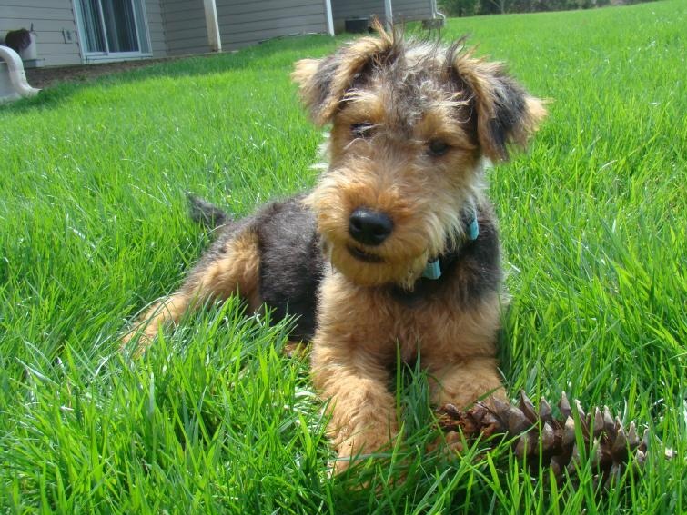 Terrier Dog Puppies Pictures
