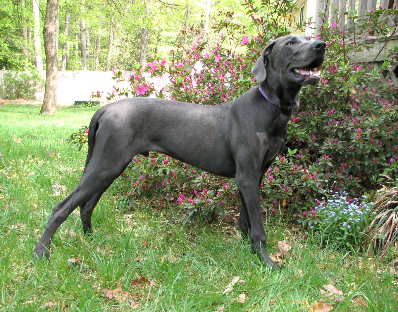 Cute Dogs Blue Great Danes