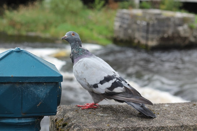 Pigeon on bridge Sligo