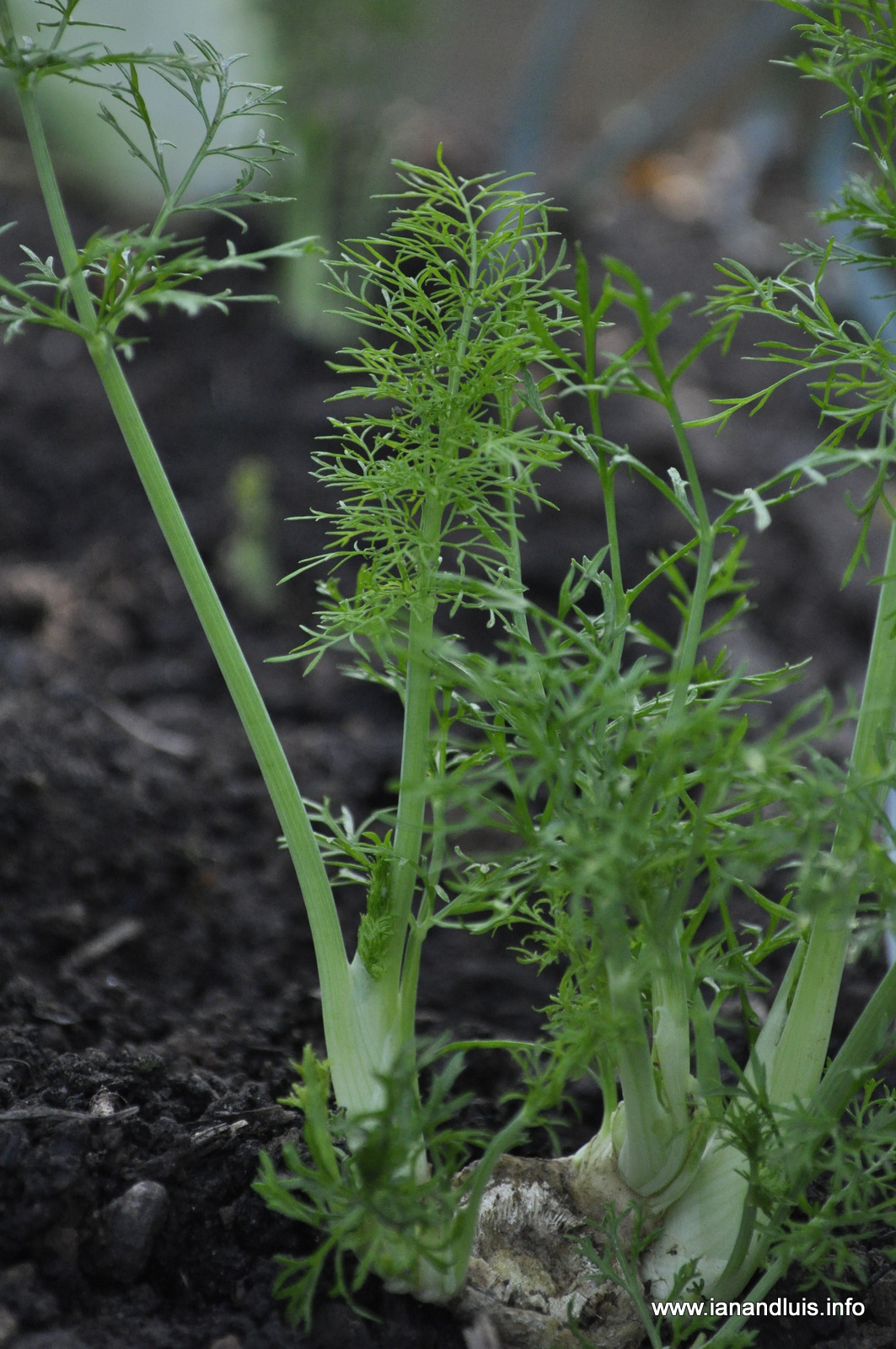 Tales from Toriello: Summer harvests