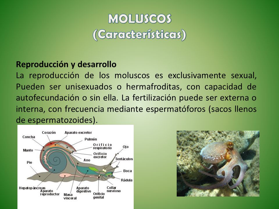 El Mundo de los Moluscos Reproducción y Desarrollo de los moluscos El Mundo de los Moluscos Reproducción y Desarrollo de los moluscos