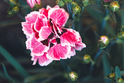 Ciri Ciri Pohon Bunga Anyelir (Dianthus caryophyllus) Di Alam Liar