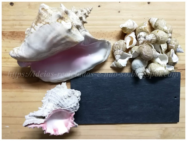 Seashell Decoration