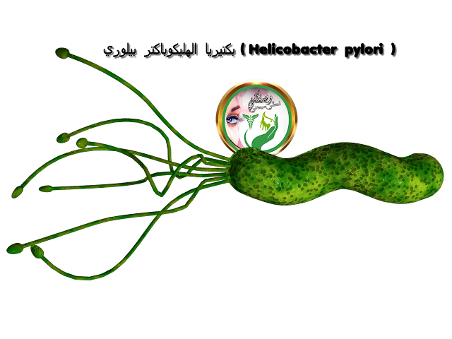 Helicobacter pylori Helicobacter pylori