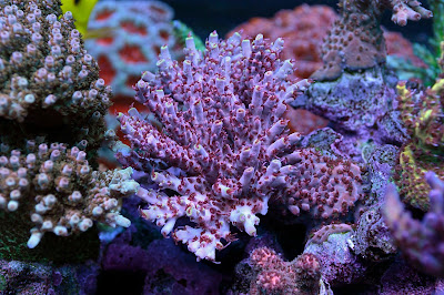 Ricky S Reef Corals