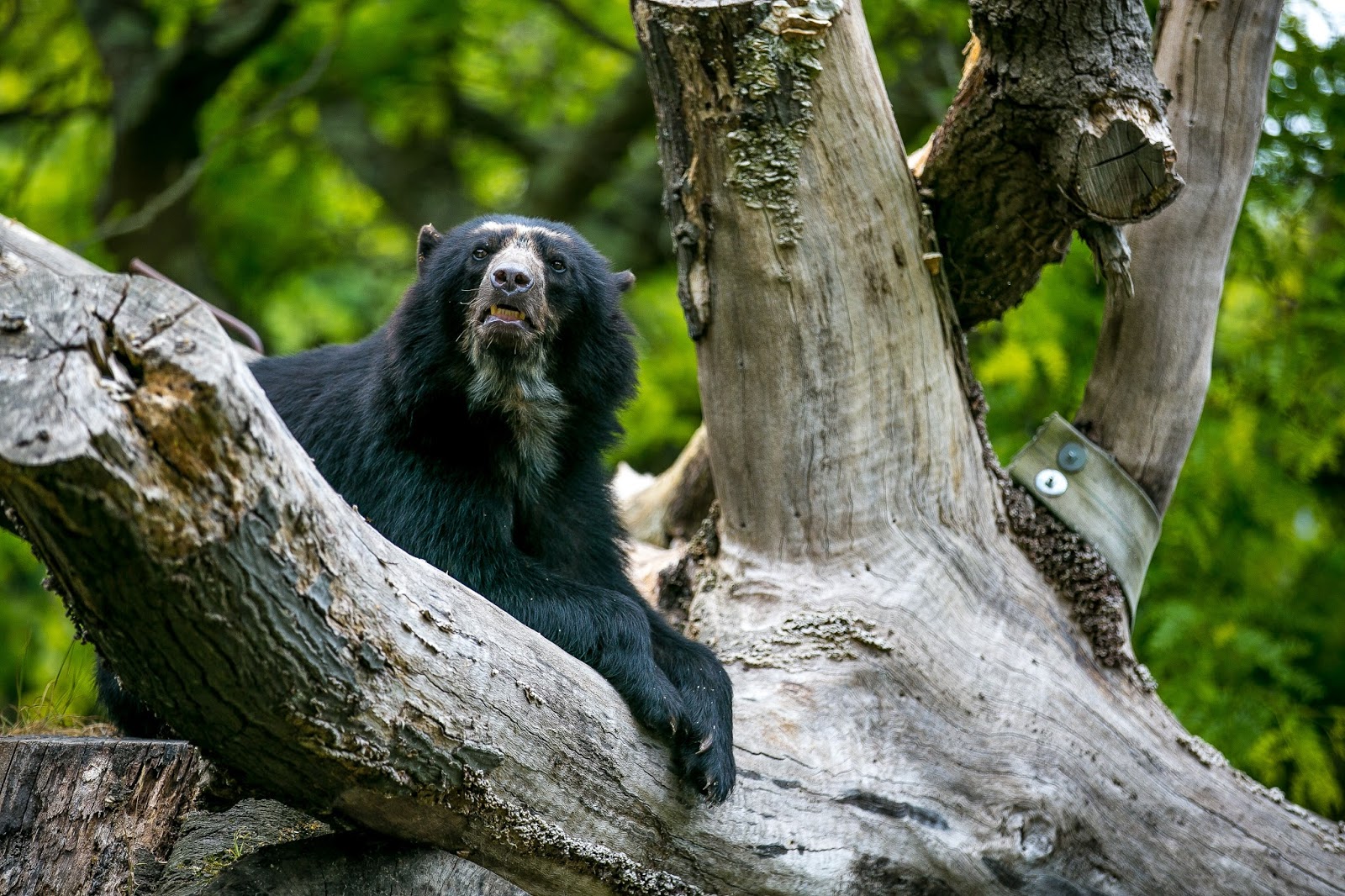 The heritage year Durrell Jersey Zoo
