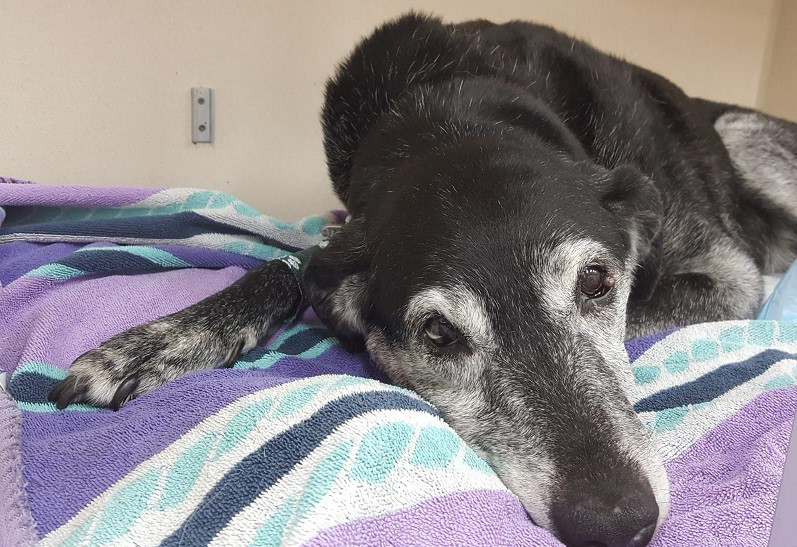 Dog Dementia What is Canine Cognitive Dysfunction?