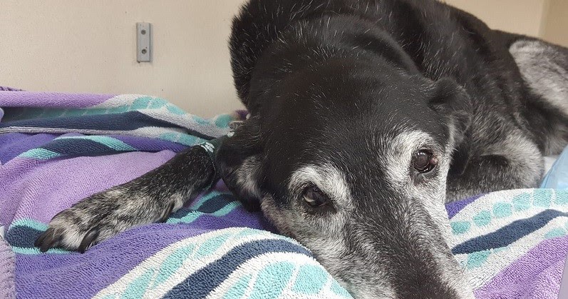 Dog Dementia What Is Canine Cognitive Dysfunction