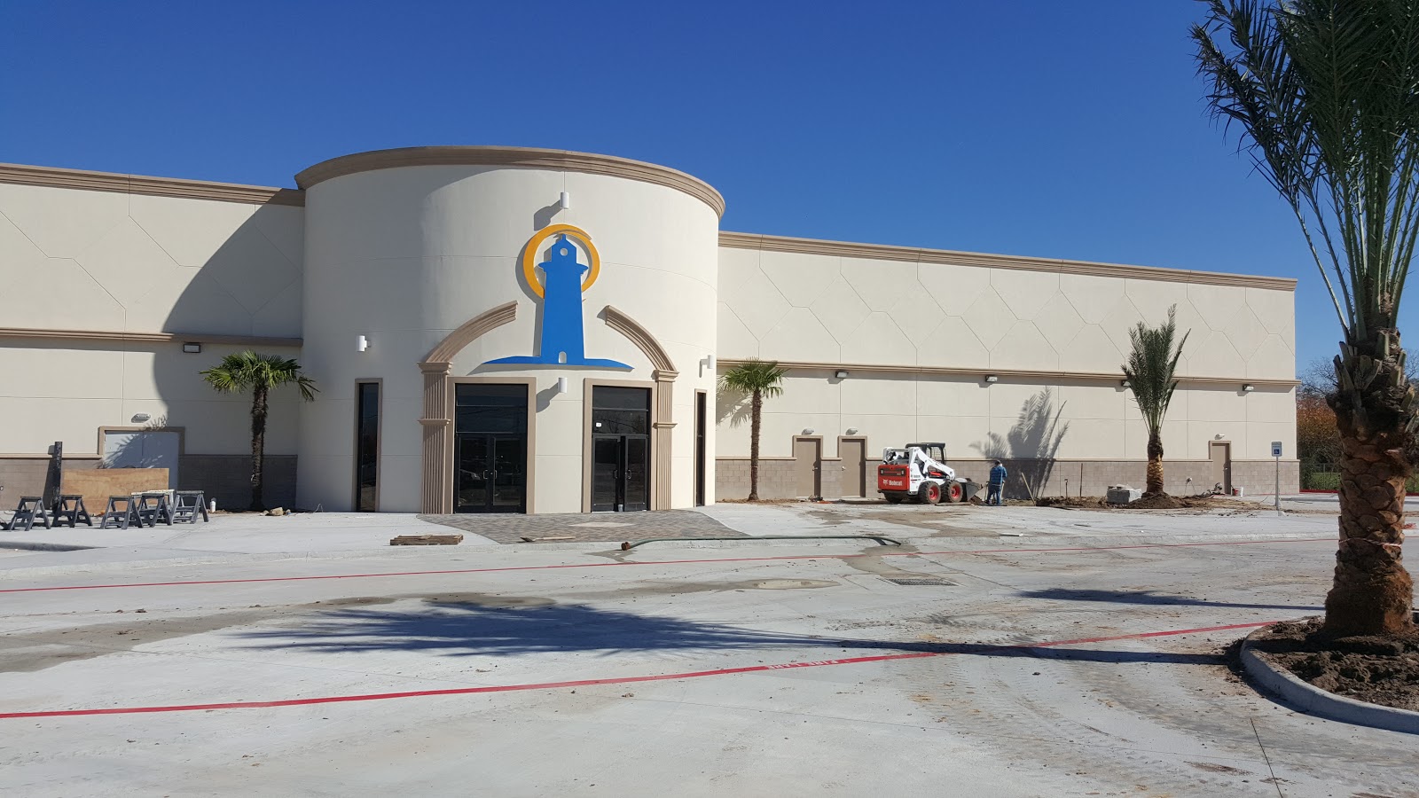 Cold Hardy Palm Trees in Houston Windmill palms Trachycarpus