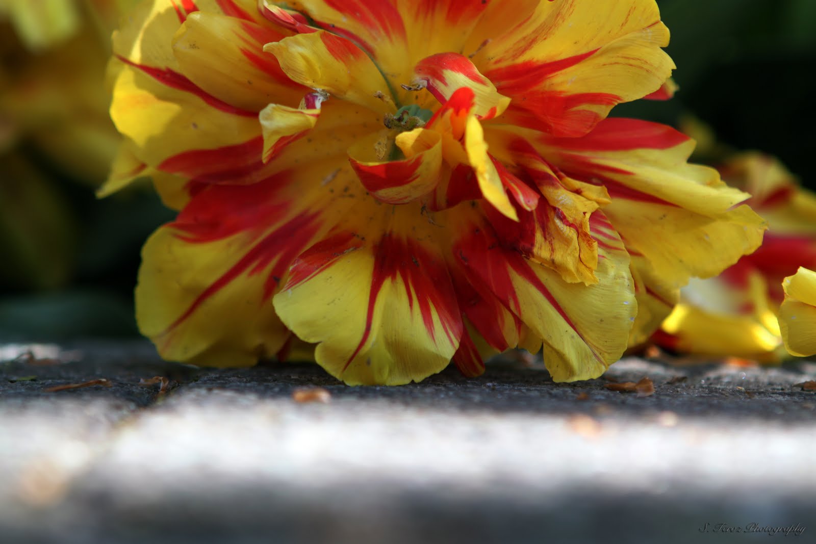 The PhotoShak Red and Yellow Flower