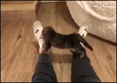 Funny Kitten GIF • Cute kitty stretching hard because the floor is lava haha so snuzzy. Funny Kitten GIF • Cute kitty stretching hard because the floor is lava haha so snuzzy.